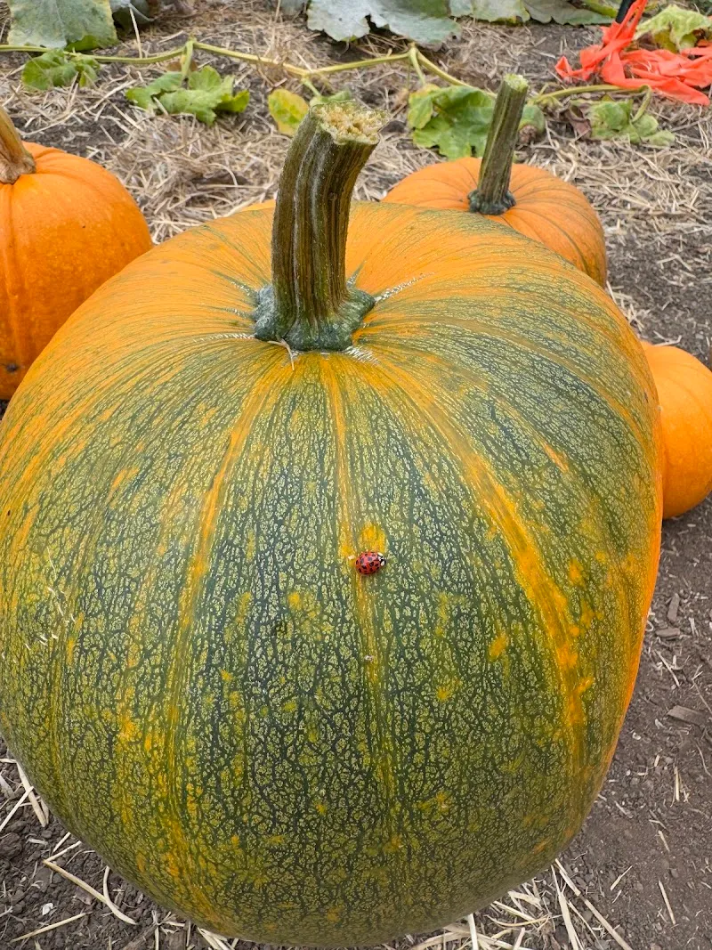 Homesteaders 4-H Ranch ranch in San Jose, CA