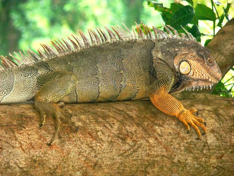 INBio Park botanical garden in Heredia, HD