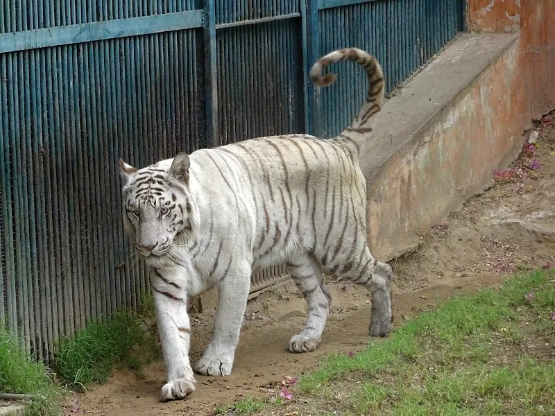 Jaipur Zoo zoo in Jaipur, RJ