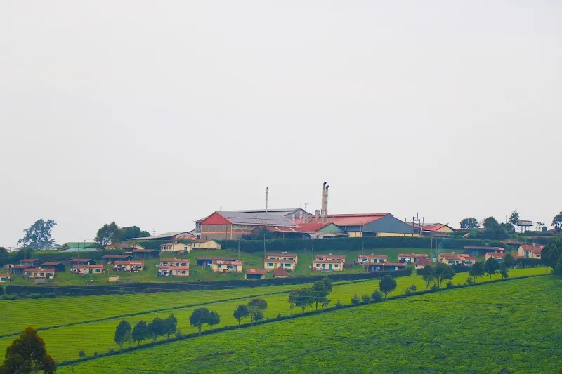 KARIRANA ESTATES(Eden Tea) corporate office in Limuru, Nairobi