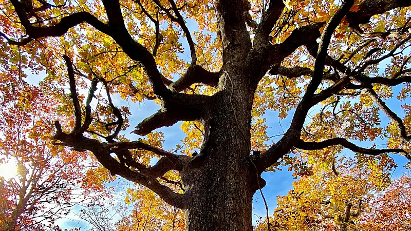 Keystone Ancient Forest hiking area in Sand Springs, OK