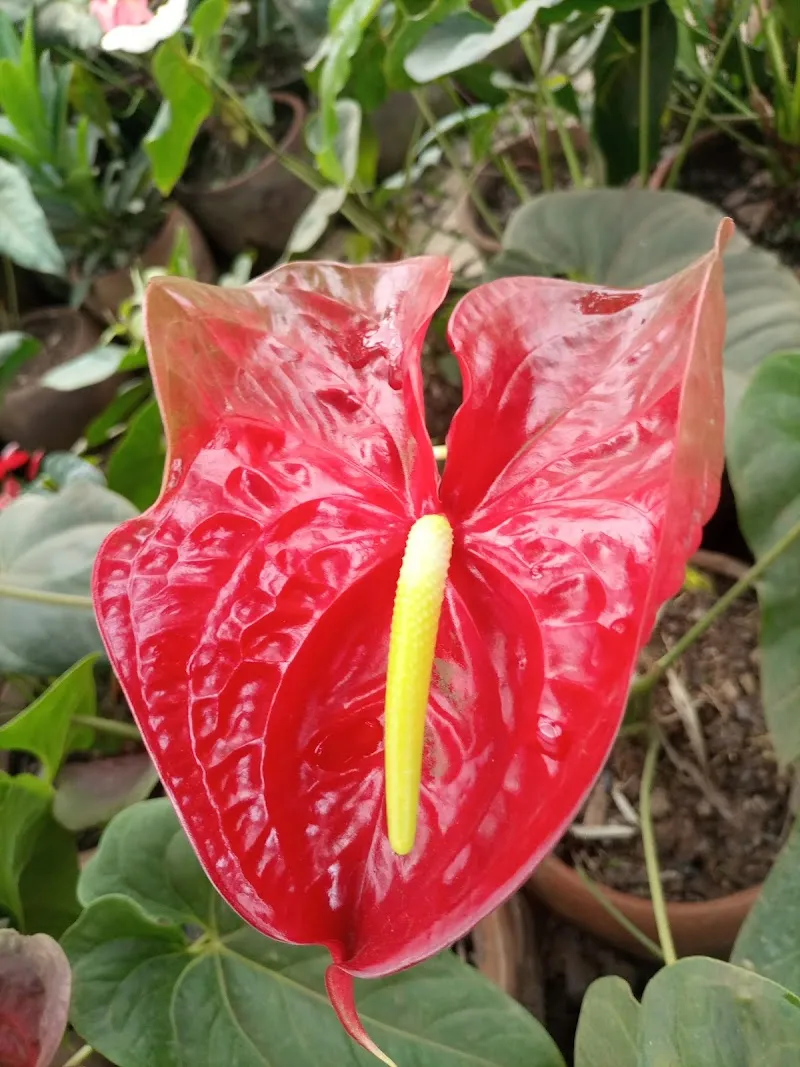 Kigali Ubwiza bwindabo botanical garden association or organization in Nyarugenge District, Kigali