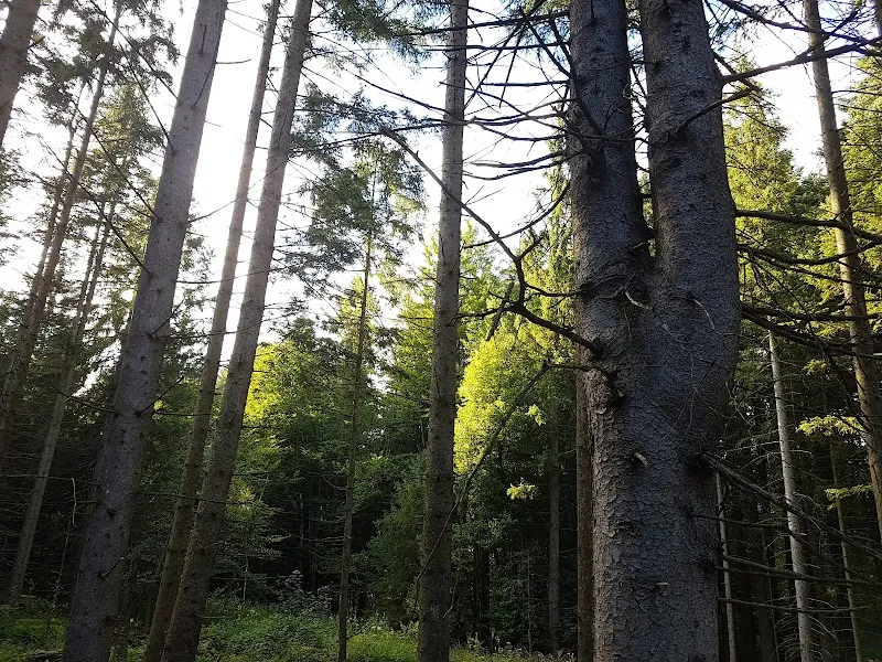 Koppl Meadow Picnic Area park in Koppl, Salzburg