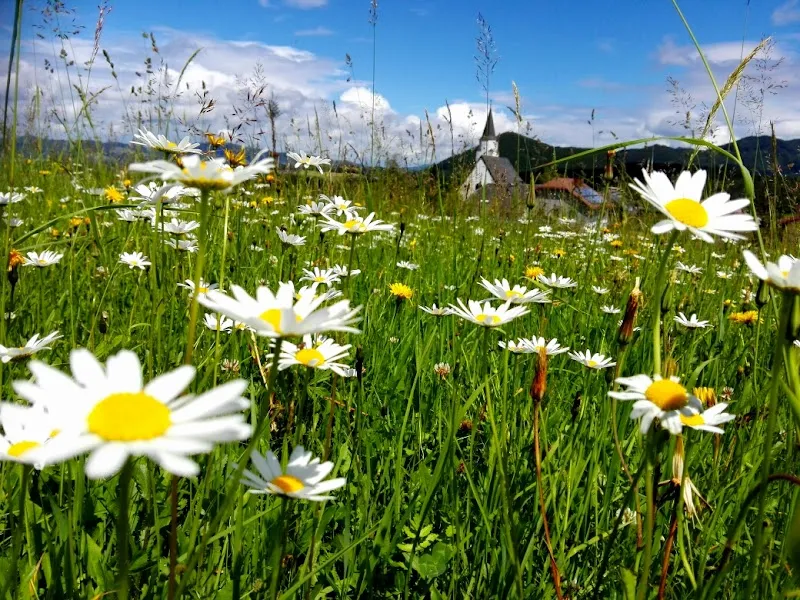 Koppl Village Farm Experience farm in Koppl, Salzburg