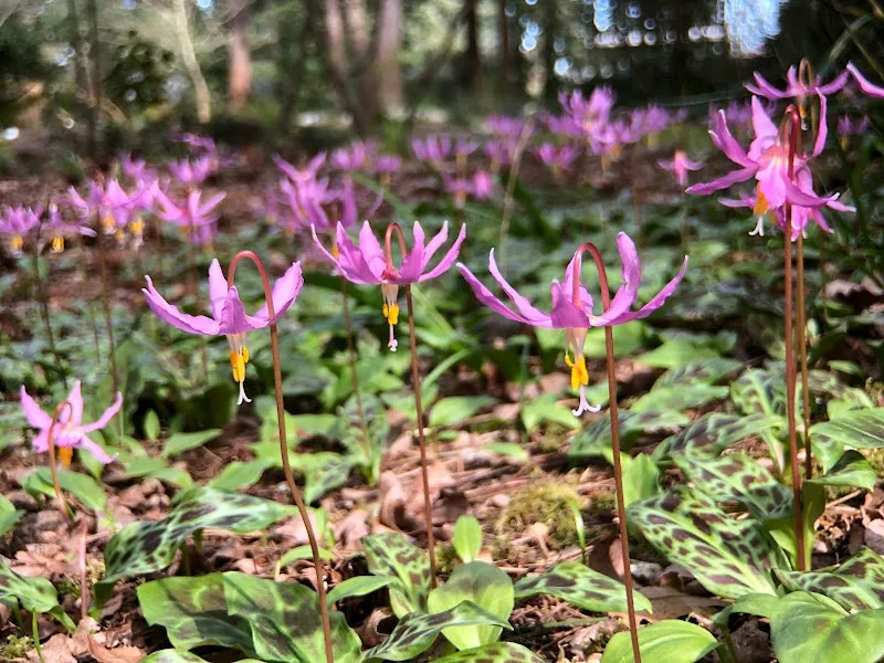 Kruckeberg Botanic Garden botanical garden in Shoreline, WA