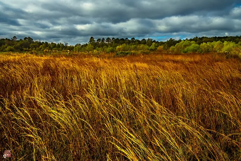 Limestone Park park in Chelsea, AL
