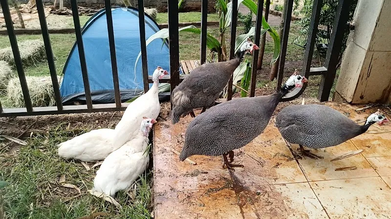 Limuru Valley Eco-Tourism Site nature in Limuru, Nairobi