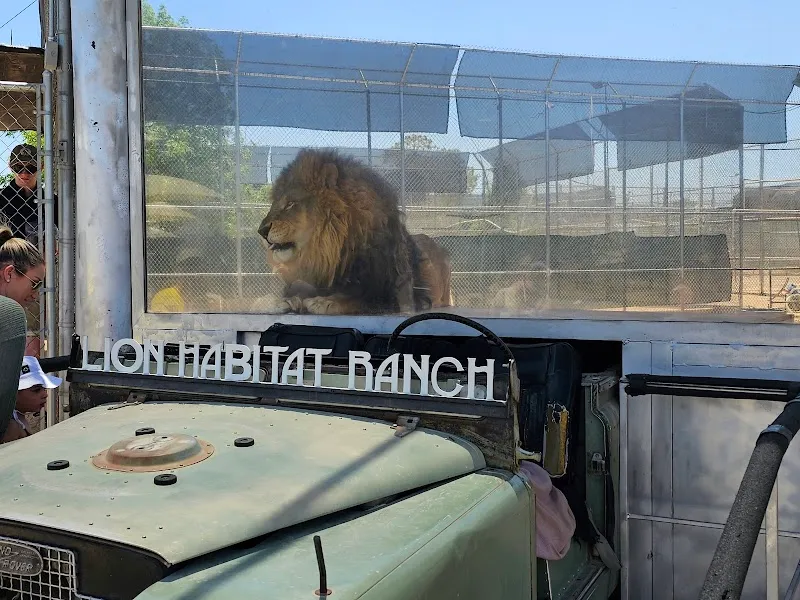 Lion Habitat Ranch inc zoo in Henderson, NV