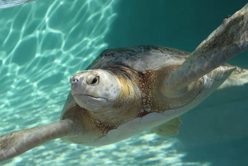 Living Coast Discovery Center aquarium in Chula Vista, CA