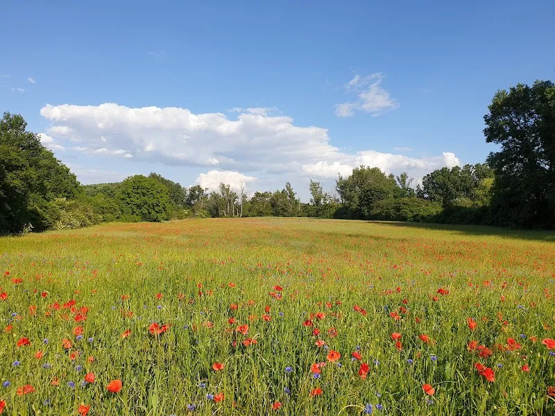 Lobau Nature Reserve nature preserve in Hirschstetten, VIE