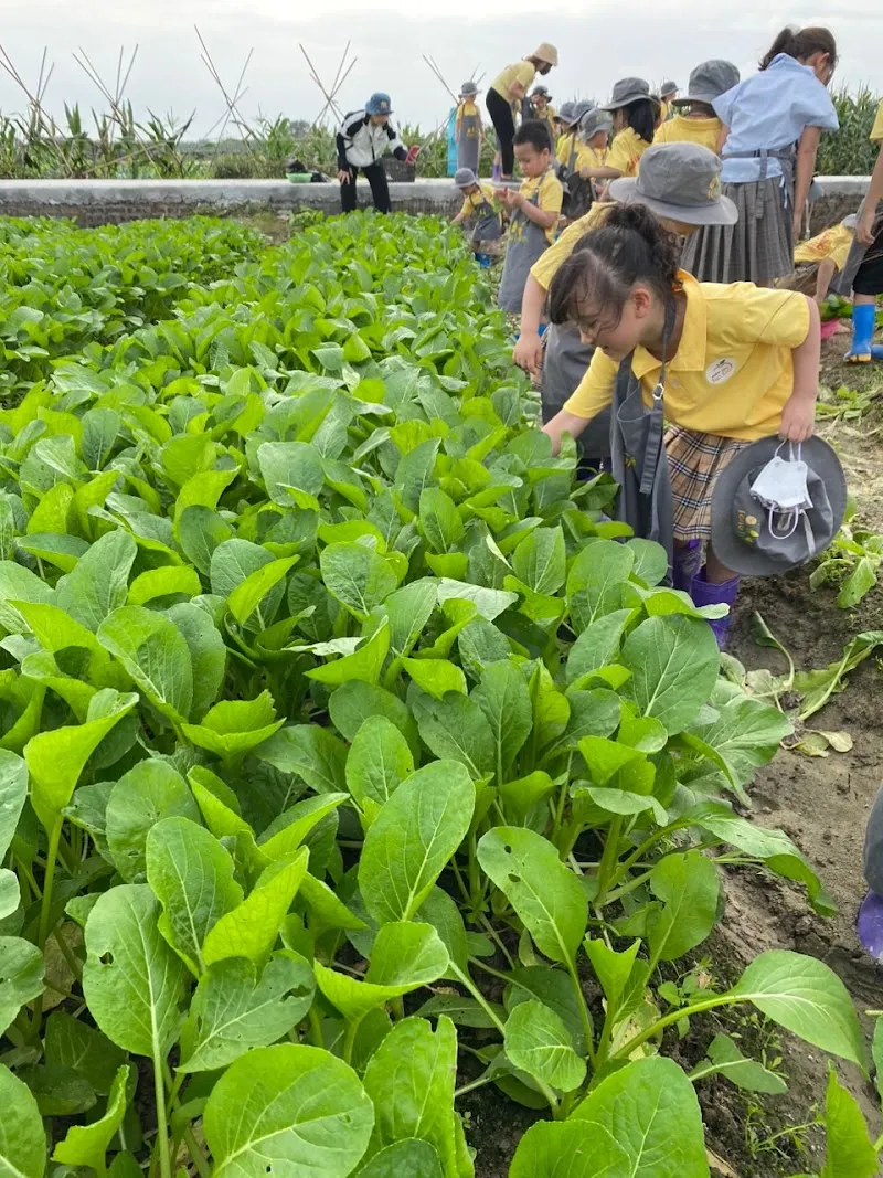 Local Fruit Farm - Đông Anh Agricultural Cooperative farm in Đông Anh, HN