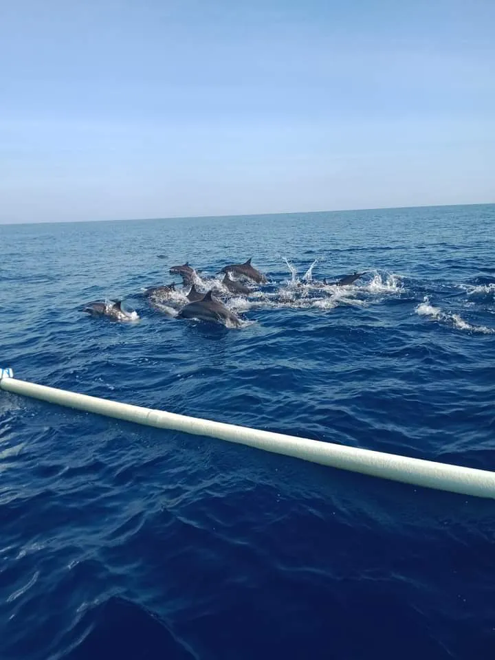 Lovina Dolphin Watching tourist attraction in Lovina, Bali