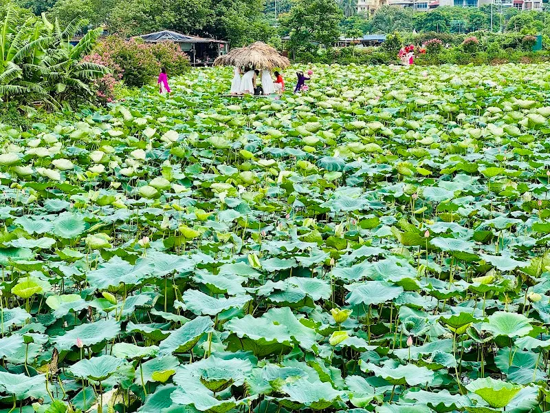 Đầm Sen Park (Đầm Sen Water Park) water park in Ba Đình, HN