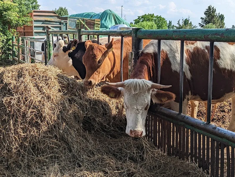 Mendler Milchhof Landwirtschaftliche Betriebe farm in Berlin, BE