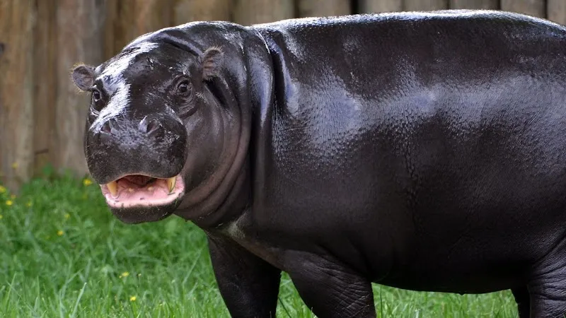 Metro Richmond Zoo zoo in Richmond, VA