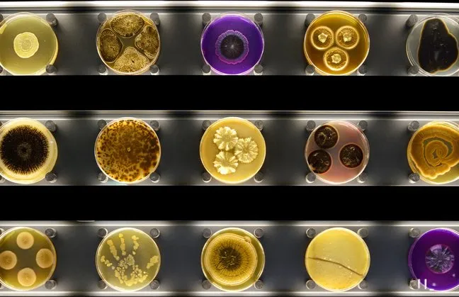 Micropia tourist attraction in Amsterdam, NH