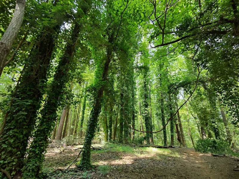 Mims Trail hiking area in Holly Springs, NC