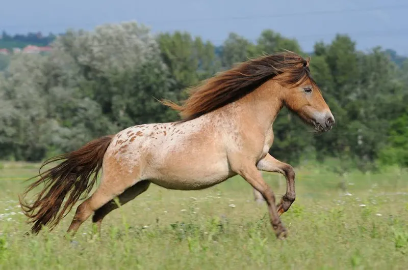 Minifarm point of interest in Gödöllő, Budapest