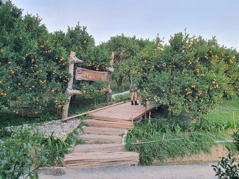 Monk's Fruit Orchard Tours farm in Mae Rim, CM