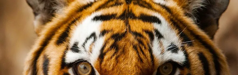 National Zoological Gardens zoo in Pretoria, GP