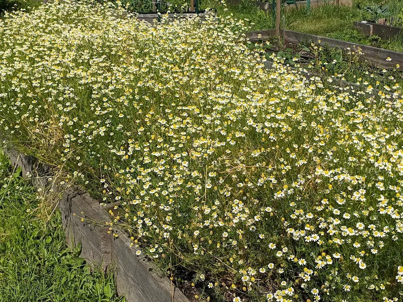 Needham Community Farm farm in Needham, MA