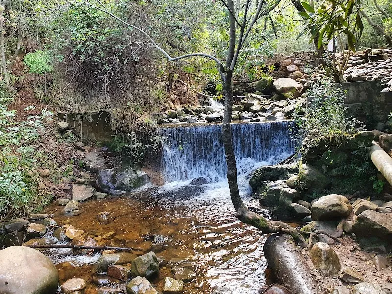 Newlands Forest nature in Newlands, WC