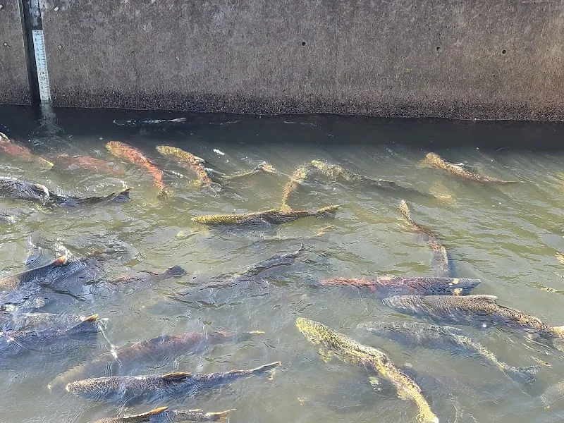 Nimbus Fish Hatchery ranch in Rancho Cordova, CA