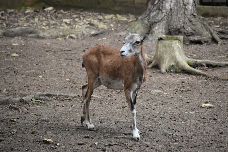 Ohrada Park Mini Zoo zoo in Žižkov, CZ