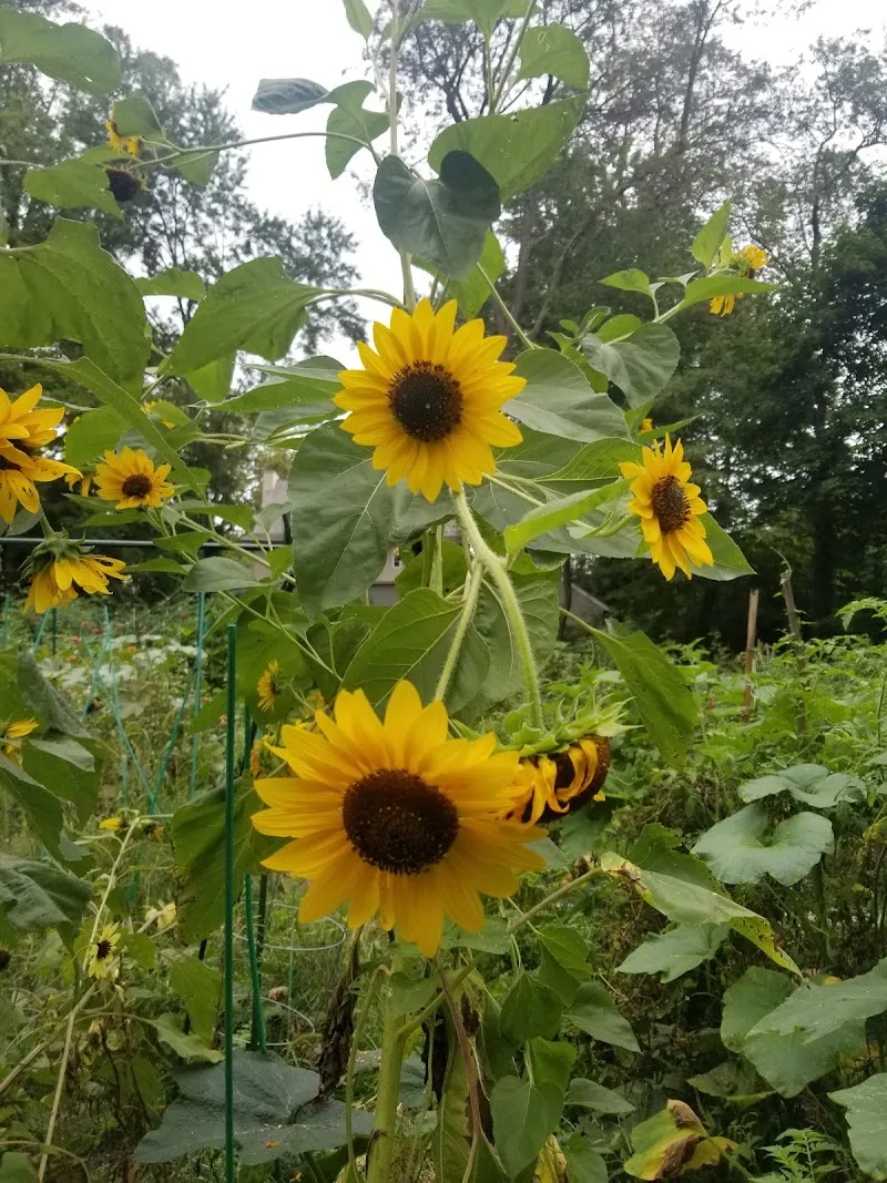 Packer Park park in Ardmore, PA