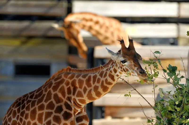 Parc zoologique de Paris zoo in Vincennes, IDF