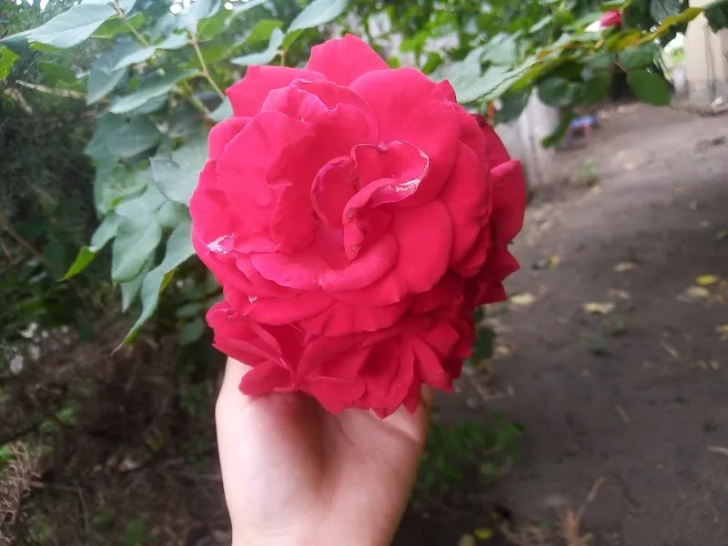 Parque Infantil Naucalpan playground in Naucalpan, Edomex