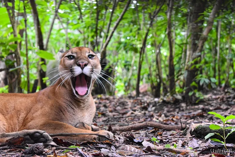 Parque Zoológico Nacional Simón Bolívar zoo in Alajuela, AJ