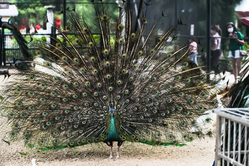 Peacock Eco Park Perai park in Perai, Penang