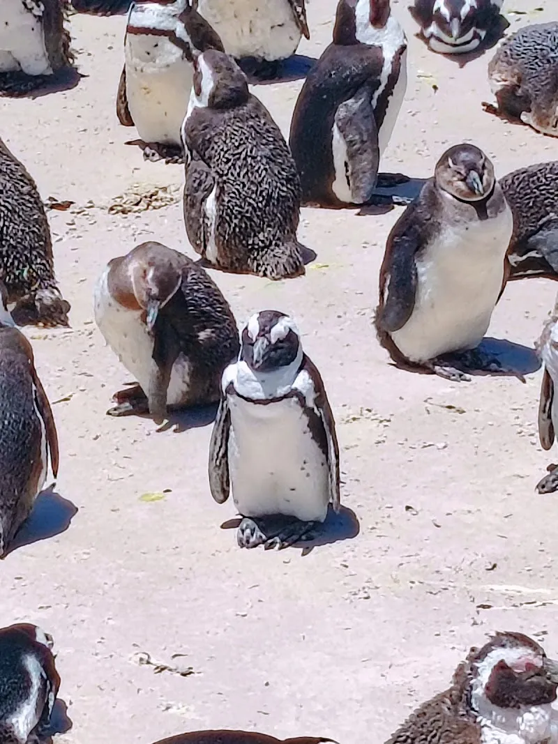 Penguins at Boulders Visitor Centre attraction in Simonstown, WC