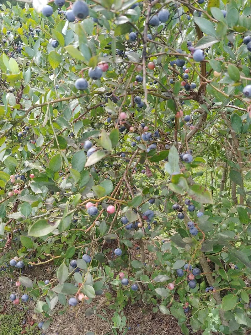 Pungo Blueberries Etc. farm in Pungo, VA