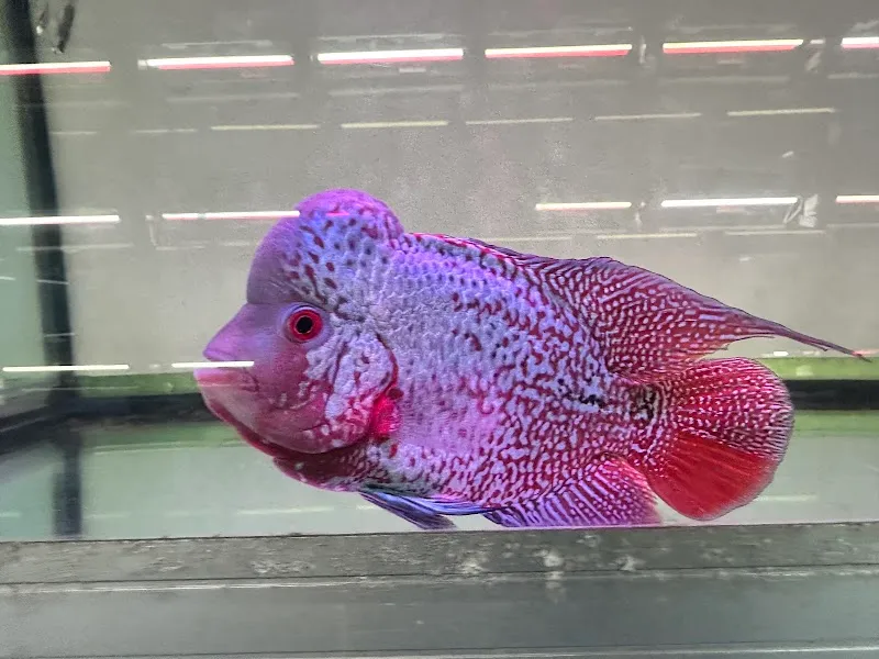 Qian Hu Fish Farm pet store in Choa Chu Kang, SG