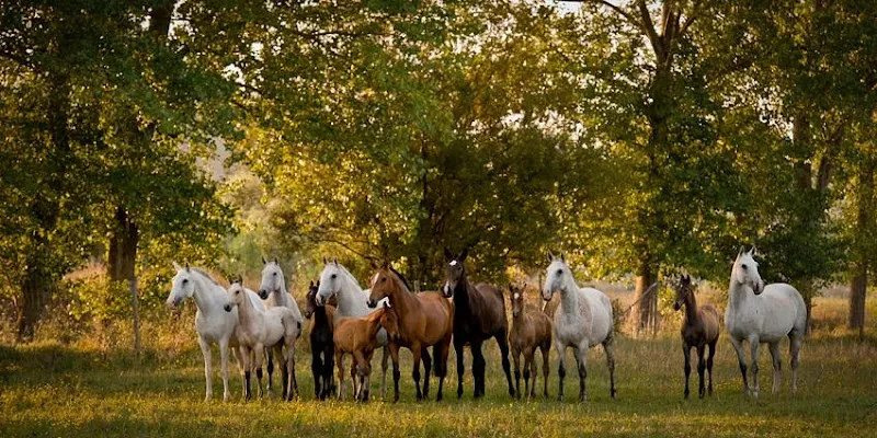 Quinta da Ferraria farm in Setúbal, Setúbal