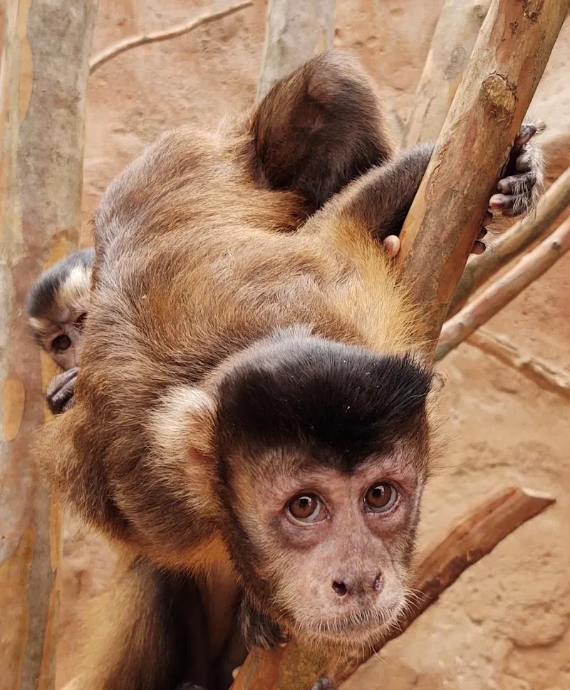 Rainforest Adventures Zoo zoo in Kodak, TN