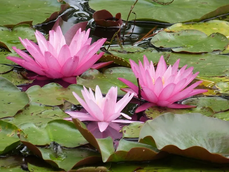 Reinstein Woods Nature Preserve nature preserve in Cheektowaga, NY