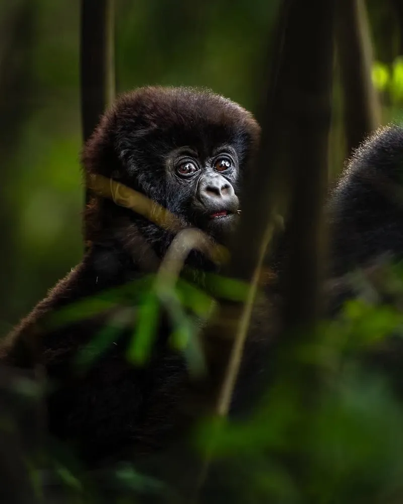 Rwanda Gorilla Safari & Visit Gorilla Rwanda car rental in Kigali, KGL