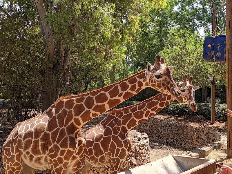 Safari zoo in Ramat Gan, TA