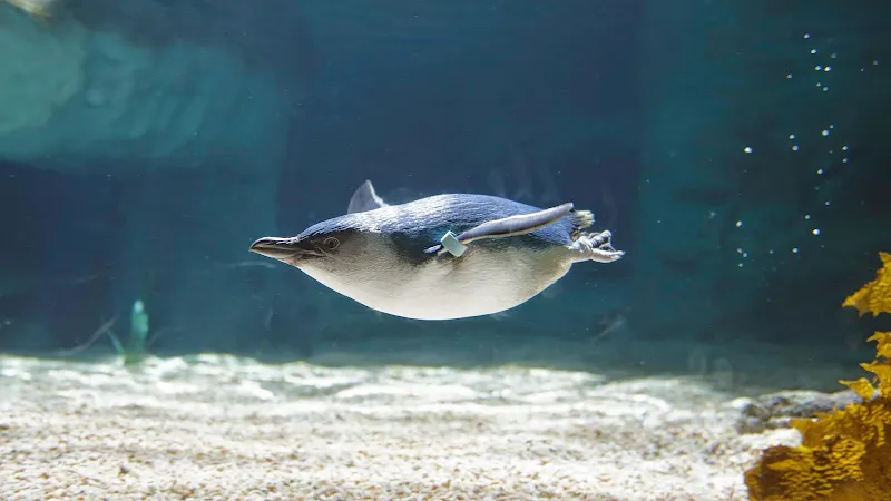 SEA LIFE Manly Sanctuary aquarium in Manly, NSW