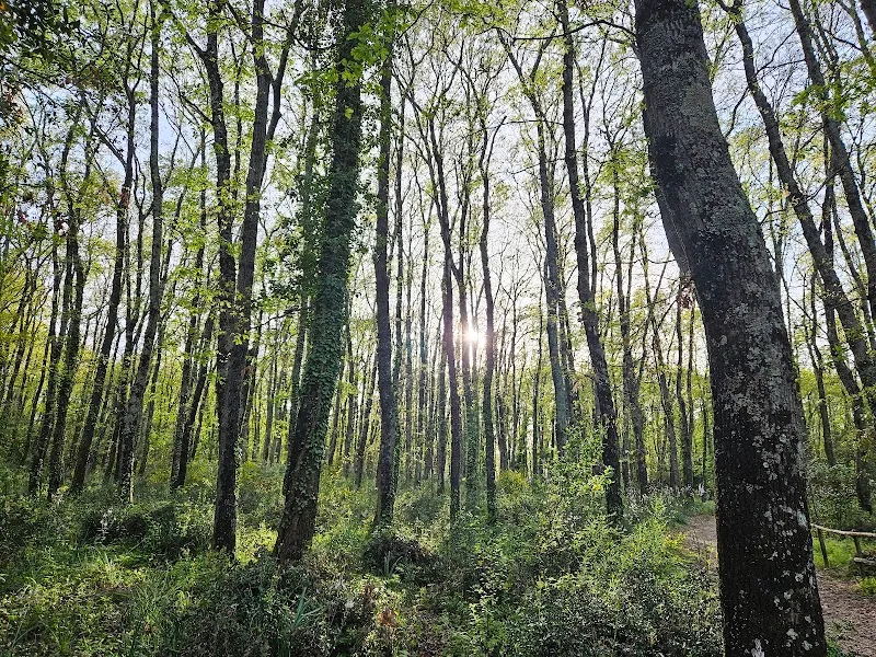 Sentiero Bosco di San Celso tourist attraction in Bracciano, Lazio