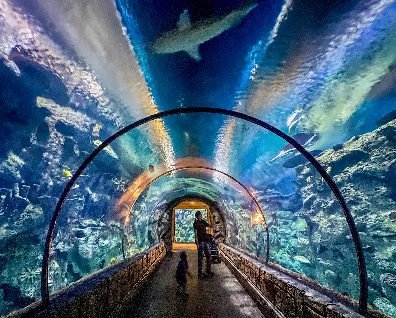 Shark Reef Aquarium at Mandalay Bay aquarium in Las Vegas, NV