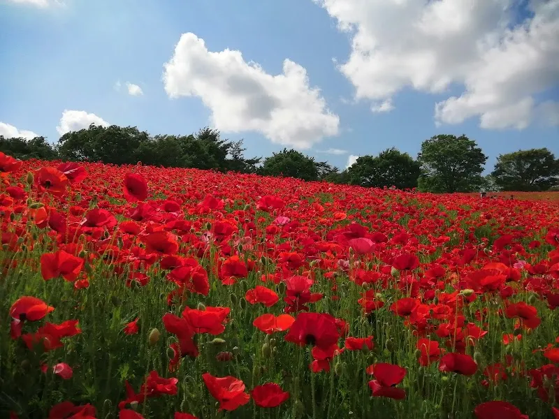 Showa Kinen Park national park in Tachikawa, Tokyo