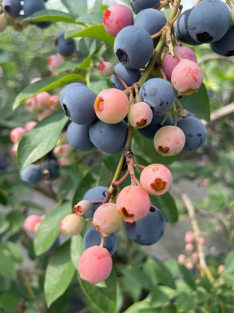 Takatsuki Berry Farm farm in Takatsuki, Osaka
