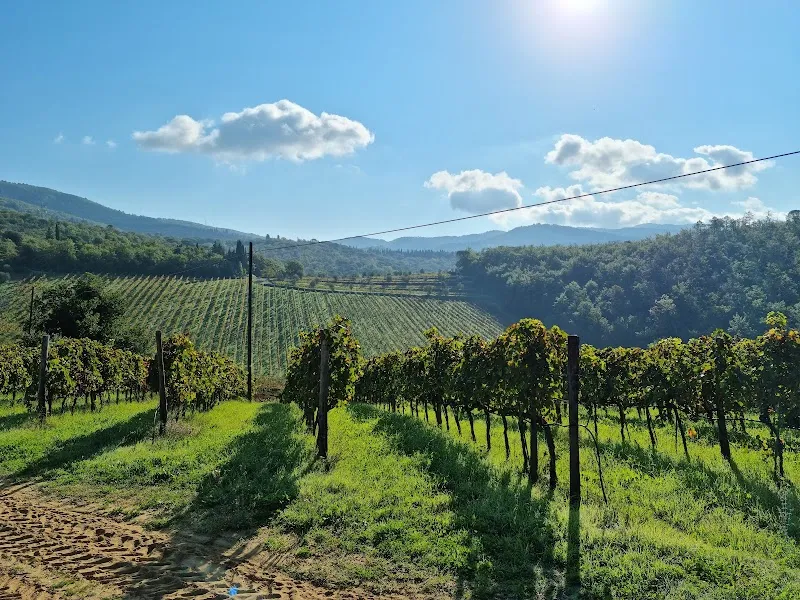 Terreno Azienda Agricola Srl vineyard in Greve in Chianti, Tuscany