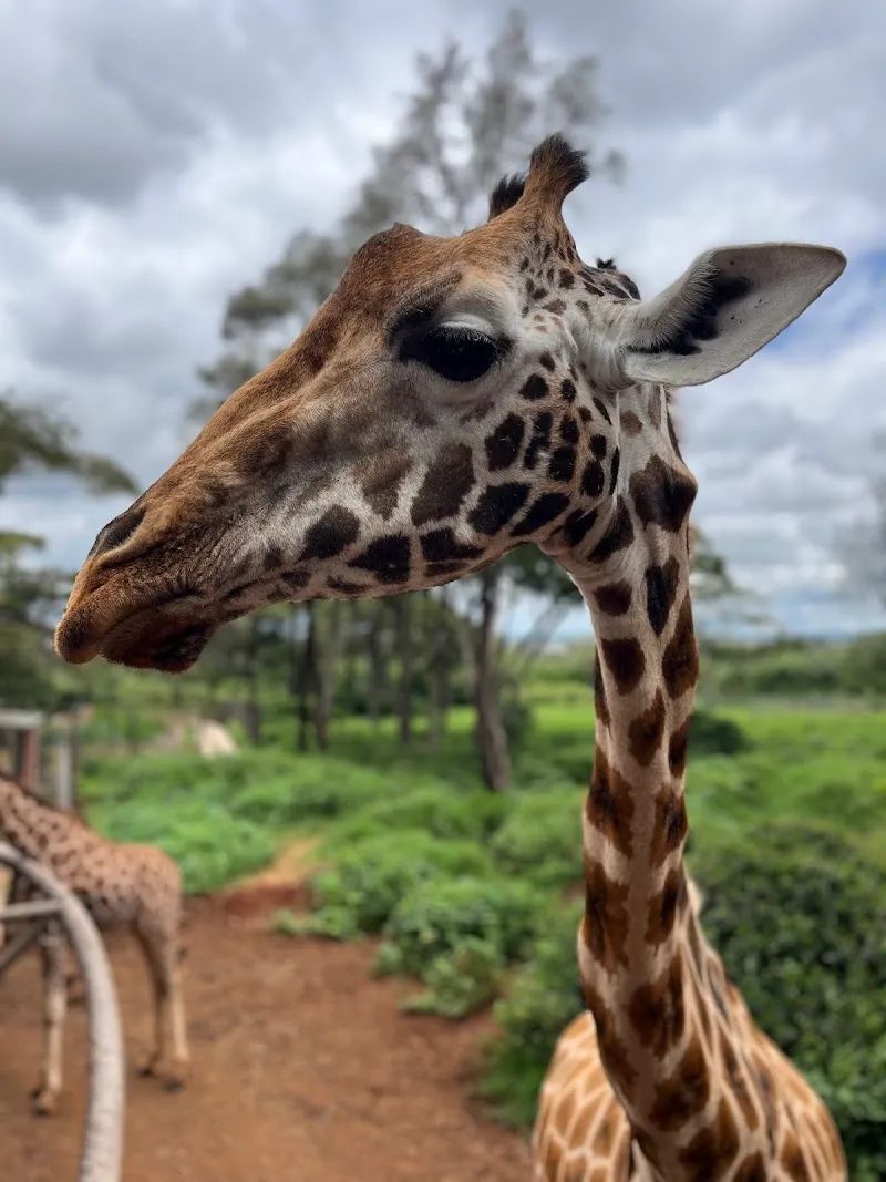 The Giraffe Centre attraction in Langata, Nairobi