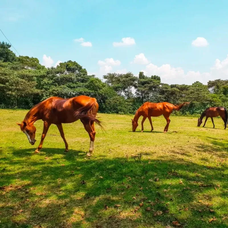 The Limuru Stables & Equestrian Center sports in Limuru, Nairobi