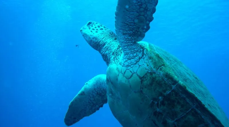 The Snorkel Shop tour agency in Puerto Aventuras, QR